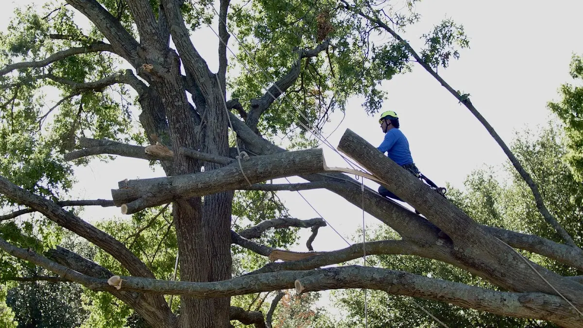 Professional Crown Thinning performed by certified arborists in Junedale
