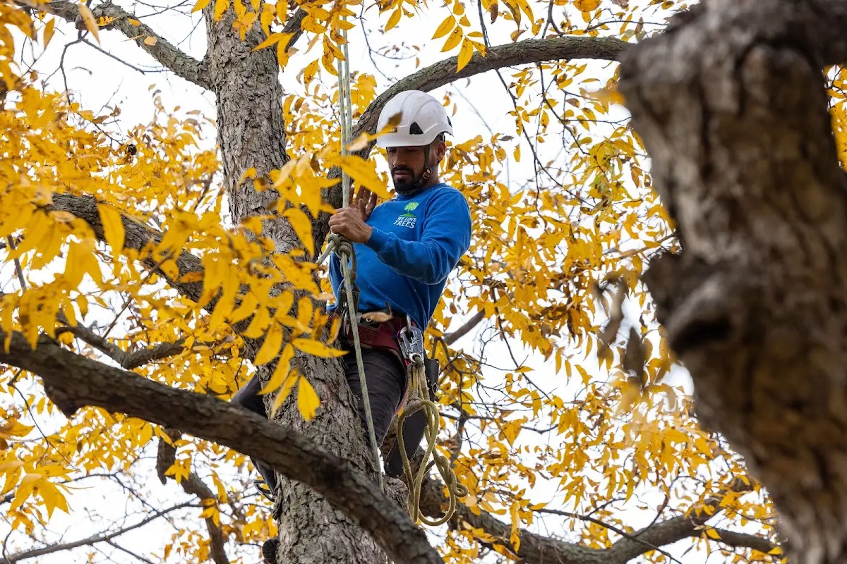 Skilled Tree Transplanting crew working in Junedale